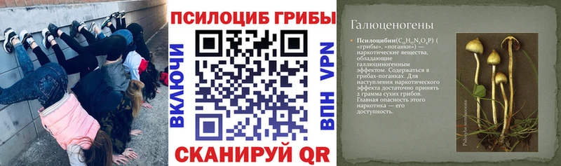 Псилоцибиновые грибы Cubensis  где найти наркотики  darknet как зайти  Шацк 